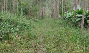 Imagem 6: Terreno para sitio 9 hectares(Aceito carro
