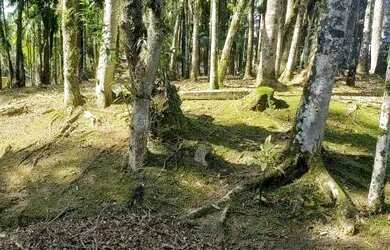 Imagem 5: Terreno à venda no bairro Barigui - Antonina/PR