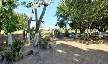 Imagem 4: Chácara de 6 hectares na Primeiro de março