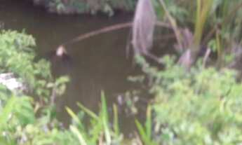 Imagem 4: Fazenda 13.5 alq no Tocantins m Goiatins