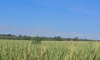 Imagem 6: Fazenda de cana Fazenda / sítio com venda por R$8.160.000