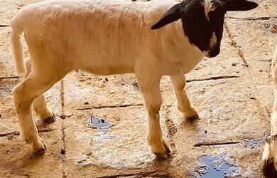 Imagem 2: Flat no monte castelo Aceito cartão de crédito
