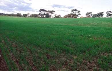 Imagem 6: Terreno 3 alqueires - beira de estrada, água e área cultivável