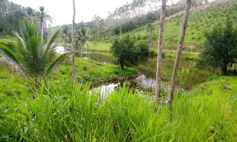 Imagem 2: FAZENDA BR. 101 ITAMARATI / IBIRATAIA. 149 HA. 73 9 9950 0058 ZAP. EDSON