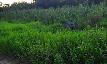 Imagem 4: Fazenda Fazenda / sítio com venda por R$1.200.000