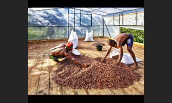 Imagem 5: Excelente fazenda em Maraú-Bahia!