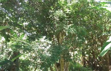Imagem 2: Fazendinha antiga 15 ha, terra boa, riacho no meio do terreno, Serra do Cipó