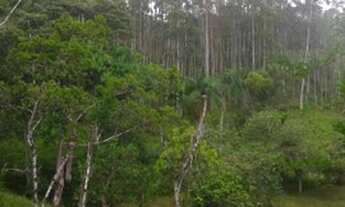 Imagem 5: Sitio em Jacupiranga com 5,5 alqueires