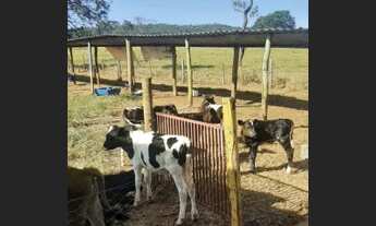 Imagem 2: Fazenda - Hidrolândia (GO