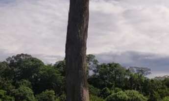 Imagem 2: VENDO FAZENDA 30 KM DE BALSAS MA