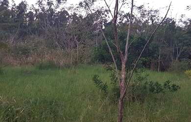 Imagem 3: Chácara com 30,000m2 Doutor Camargo Pr