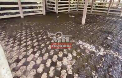 Imagem 6: Fazenda 303 alqueires (1467 hectares) Vila Propício-GO