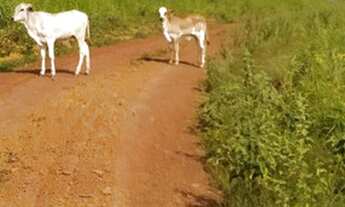 Imagem: VENDO FAZENDA 30 KM DE BALSAS MA