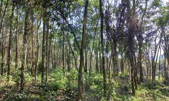 Imagem 3: 35 Super Lançamento em Ibiúna-SP 5VQ80J