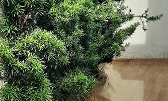 Imagem 5: Casa para venda com 140 metros quadrados com 3 quartos em Lapa - São Paulo - SP