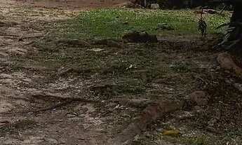 Imagem 5: Sítio Chácara com venda por R$150.000