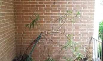 Imagem 7: Oportunidade de sobrado amplo no Pacaembu à 2 quadras do metrô Sumaré