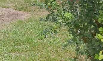 Imagem 6: Sítio Chácara com venda por R$150.000