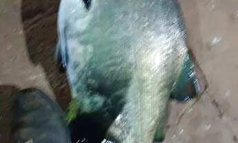 Imagem 4: 01 alqueire excelente para montar um pesqueiro em Trindade-GO