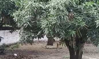 Imagem 5: Vendo ou alugo casa ( sítio