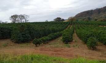 Imagem 4: 120 mil pés de café mecanizaveis ,toda infraestrutura
