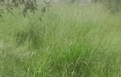 Imagem 6: Terreno com acesso asfaltado