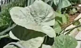 Imagem 5: Vende casa Casa em condomínio com 3 dormitórios