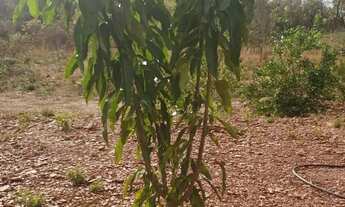 Imagem 4: Sitio com 130 hectares nas margens da BR 351 na região do manso a 71 km da cidad