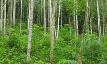 Imagem 4: Sitio em Jacupiranga com 5,5 alqueires