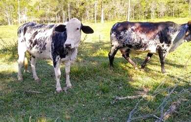 Imagem 6: Sítio com 2 dormitórios à venda, 48000 m² por R$ 1.045.000 - São José dos Campos/SP