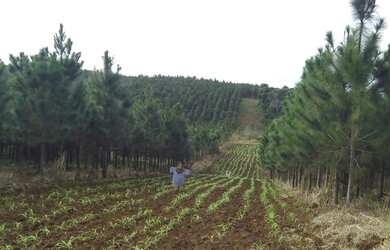 Imagem 6: Fazenda 153 alqueires Registro sp