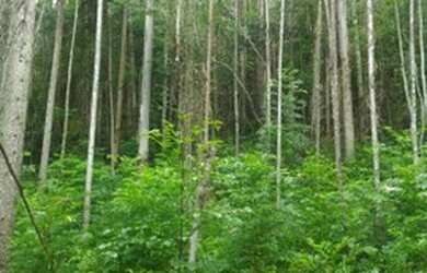 Imagem 2: Sitio em Jacupiranga com 5,5 alqueires