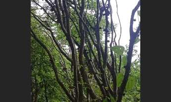 Imagem 3: Chácara no caminho de Pirenópolis antes de Girassol troca