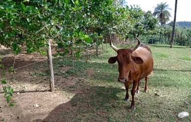 Imagem 5: Fazenda formada terra cultura escriturada troca