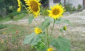 Imagem 2: Casa/ Sítio/ Chácara