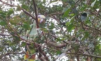 Imagem 4: SÃO SEBASTIÃO - Casa Padrão - BAREQUEÇABA