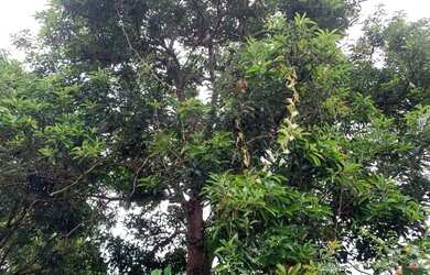 Imagem 4: Chácara de 1.000m² plantada de arvores frutíferas, em frente a uma reserva ecológica