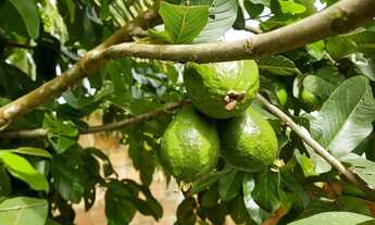 Imagem 2: Sitio Chácara com venda por R$190.000