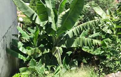 Imagem 2: Terreno à venda, 272 m² por R$ 392.200,00 - Jardim Bonfiglioli - São Paulo/SP