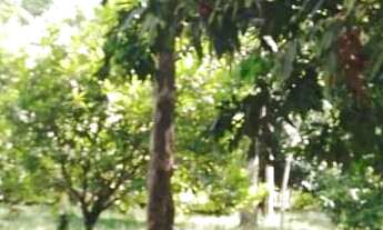 Imagem: Terreno belíssimo em Presidente Figueiredo