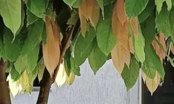 Imagem 2: Sobrado para Venda em Londrina, Jardim Pioneiros, 3 dormitórios, 1 suíte, 1 banheiro, 1 va