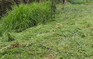 Imagem 4: Terreno.rodovia 424