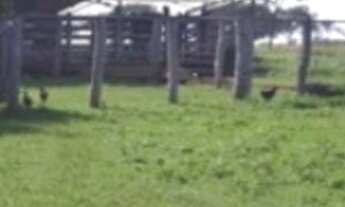 Imagem 6: VENDO FAZENDA DE 1.200 HECTARES NA REGIÃO DE POCONÉ MT