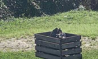 Imagem 2: Terreno à venda, 450 m² por R$ 550.000,00 - Encantada - Garopaba/SC