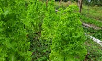 Imagem 4: Sítio no Panaquatira