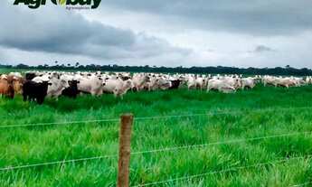 Imagem: Fazenda Localizada na Cidade de Peixe