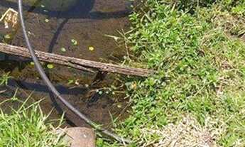 Imagem 4: Excelente oportunidade! Sítio com área de 115 alqueires em São Simão/SP. Aproveite!