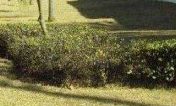 Imagem 6: Casa térrea, Cond. San Remo 2, 3 quartos, 4 vagas, rica em armários - Recreio das Acácias