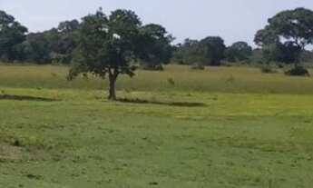 Imagem 5: VENDO FAZENDA DE 1.200 HECTARES NA REGIÃO DE POCONÉ MT