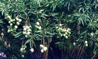 Imagem 5: Casa à venda, 500 m² por R$ 1.300.000,00 - Condomínio Nova Suissa - Itatiba/SP